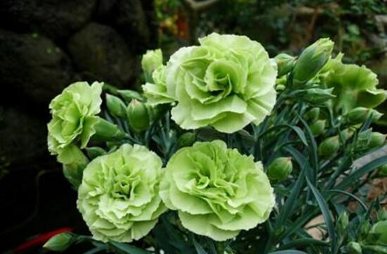 康乃馨為何葉子尖黃，康乃馨葉子發黃怎麼辦