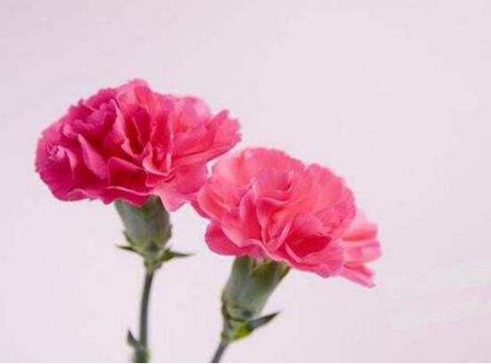 盆栽康乃馨怎麼施肥，康乃馨施什麼肥料好