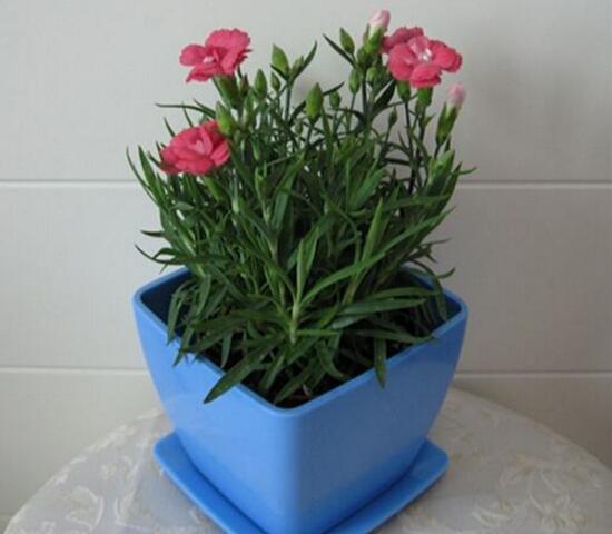 盆栽康乃馨怎麼施肥，康乃馨施什麼肥料好