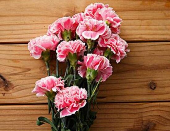 盆栽康乃馨怎麼施肥，康乃馨施什麼肥料好