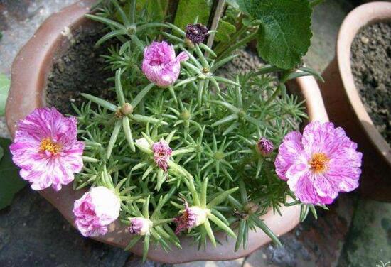 盆栽康乃馨怎麼施肥，康乃馨施什麼肥料好