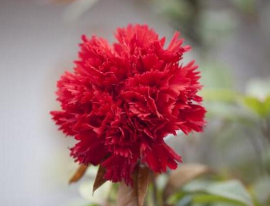 盆栽康乃馨怎麼施肥，康乃馨施什麼肥料好