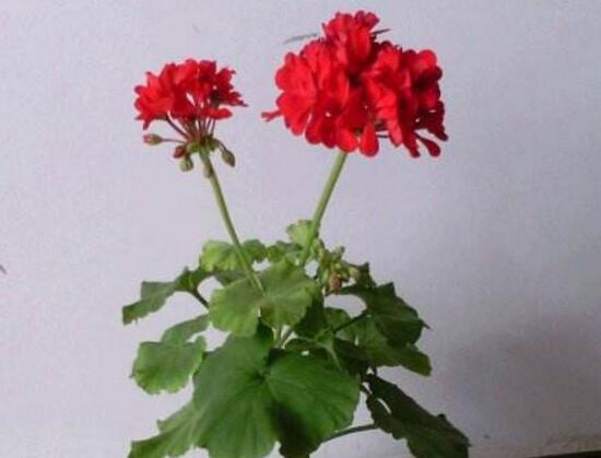 盆栽康乃馨怎麼施肥，康乃馨施什麼肥料好