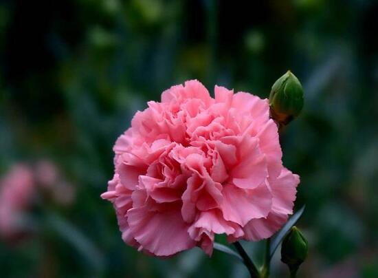 盆栽康乃馨怎麼施肥，康乃馨施什麼肥料好