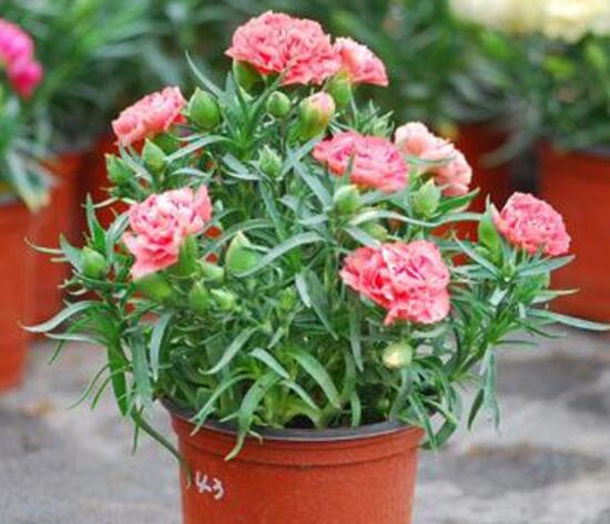 盆栽康乃馨怎麼施肥，康乃馨施什麼肥料好