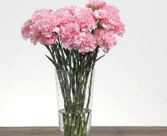 康乃馨怎麼水養，康乃馨水培生根步驟圖