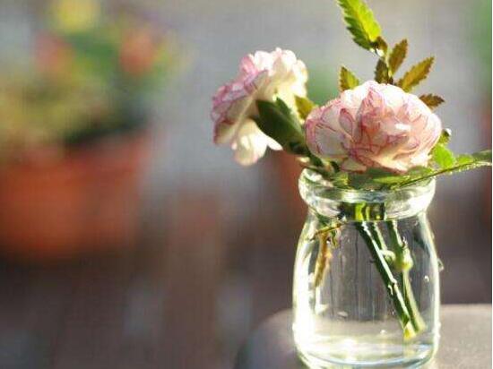 康乃馨怎麼水養，康乃馨水培生根步驟圖