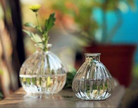 康乃馨怎麼水養，康乃馨水培生根步驟圖