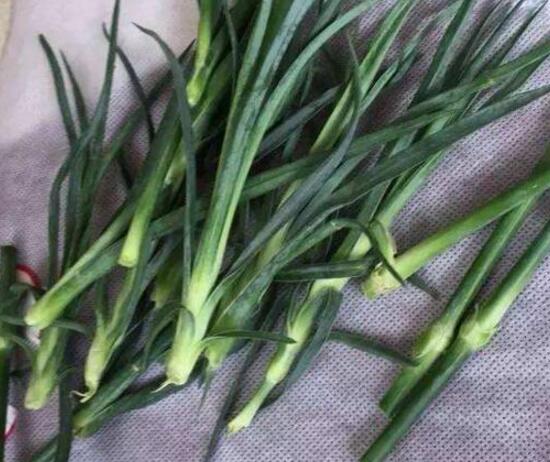 康乃馨怎麼水養，康乃馨水培生根步驟圖