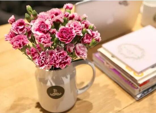 康乃馨怎麼水養，康乃馨水培生根步驟圖