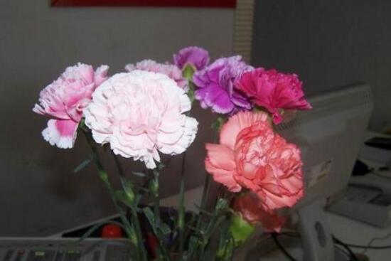 康乃馨怎麼水養，康乃馨水培生根步驟圖