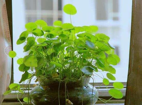 銅錢草有毒嗎，銅錢草可以放在臥室嗎