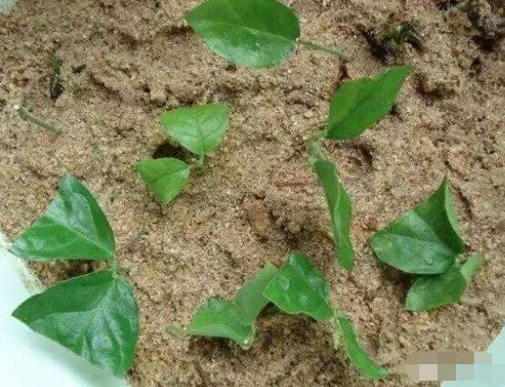 茉莉花怎麼繁殖，茉莉花繁殖方法