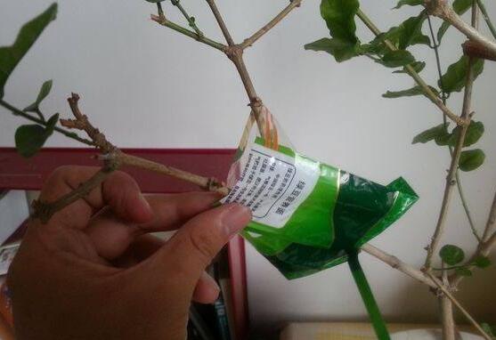 茉莉花怎麼繁殖，茉莉花繁殖方法