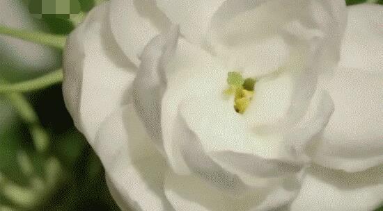 茉莉花怎麼澆水，茉莉花澆水方法