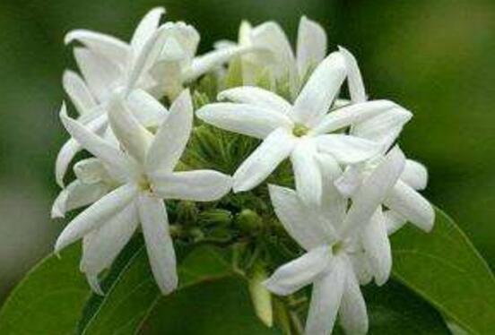 茉莉花怎麼澆水，茉莉花澆水方法