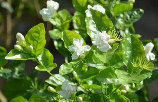 茉莉花什麼時候開花，茉莉花一年可開三次花