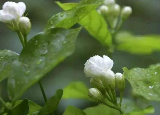 茉莉花什麼時候開花，茉莉花一年可開三次花