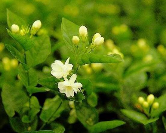 茉莉花什麼時候開花，茉莉花一年可開三次花