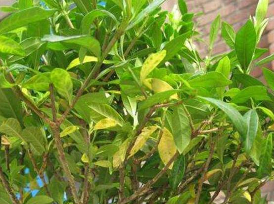 茉莉花葉子發黃怎麼辦，茉莉花葉子發黃解決辦法