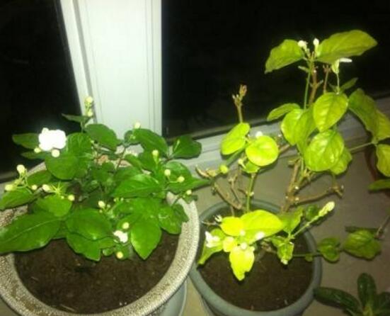 茉莉花葉子發黃怎麼辦，茉莉花葉子發黃解決辦法