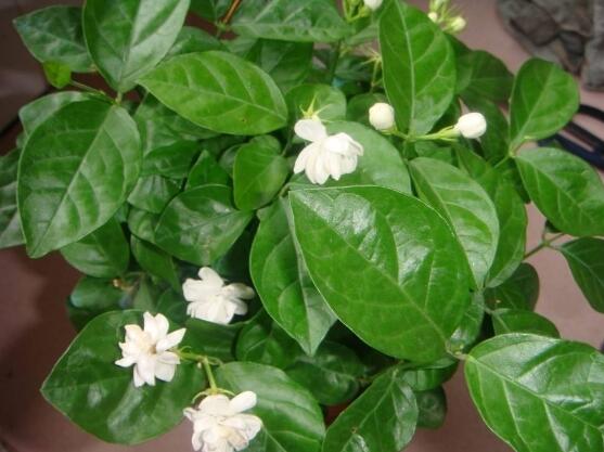 茉莉花葉子發黃怎麼辦，茉莉花葉子發黃解決辦法