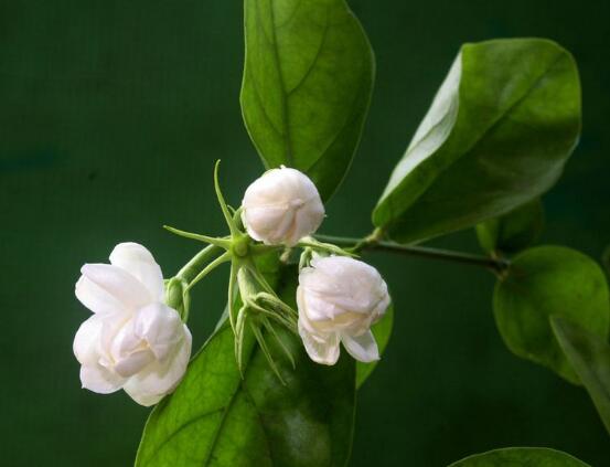 茉莉花葉子發黃怎麼辦，茉莉花葉子發黃解決辦法