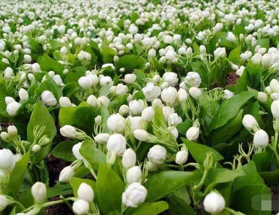 茉莉花葉子發黃怎麼辦，茉莉花葉子發黃解決辦法