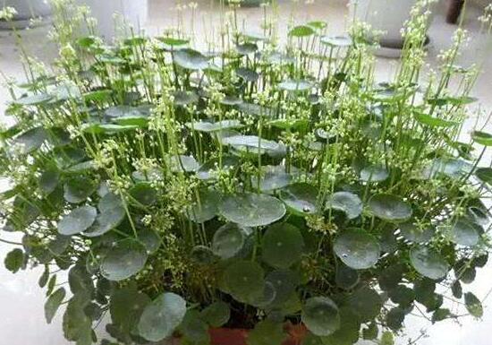 銅錢草會開花嗎，銅錢草的花語是什麼