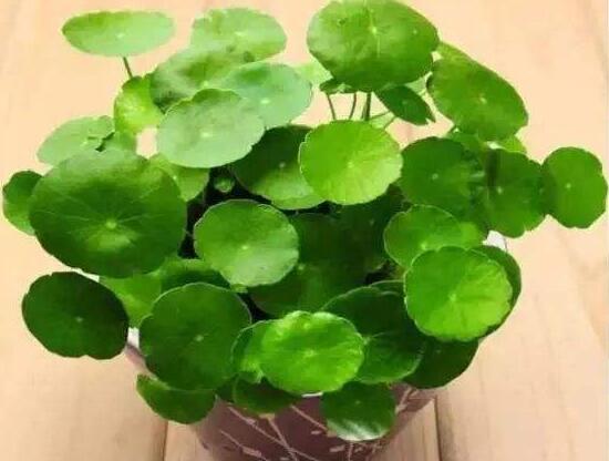 銅錢草的風水作用是什麼，銅錢草的功效與作用