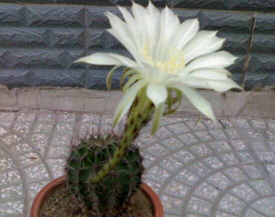仙人掌會開花嗎,仙人掌什麼時候開花