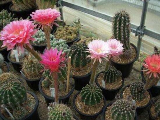 仙人掌會開花嗎,仙人掌什麼時候開花