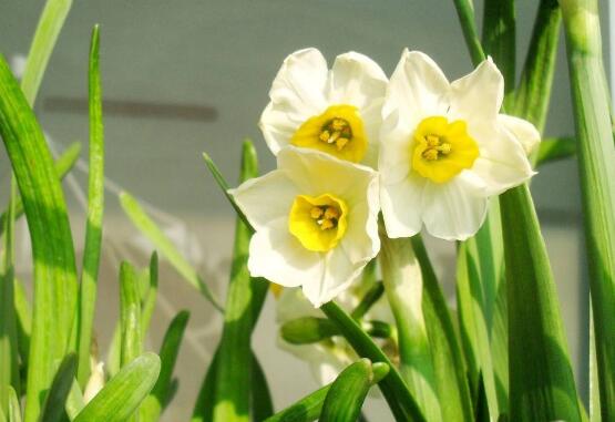 水仙花爛根怎麼辦，水仙花爛根解決辦法