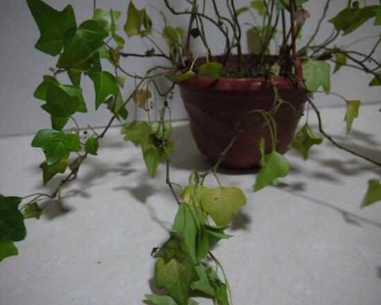 常春藤爛根怎麼辦，常春藤爛根的原因及處理方法