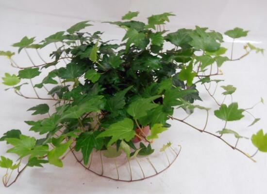 常春藤爛根怎麼辦，常春藤爛根的原因及處理方法