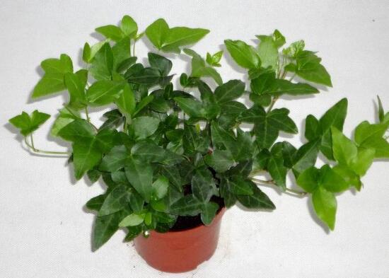 常春藤爛根怎麼辦，常春藤爛根的原因及處理方法