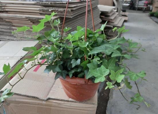常春藤爛根怎麼辦，常春藤爛根的原因及處理方法