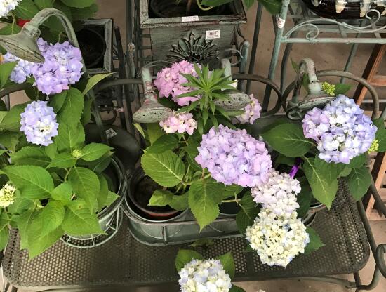 繡球花怎麼澆水，繡球花多久澆一次水
