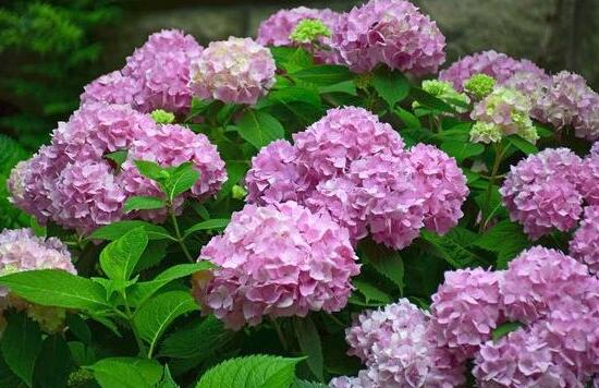 繡球花什麼時候開花，繡球花一年開幾次花