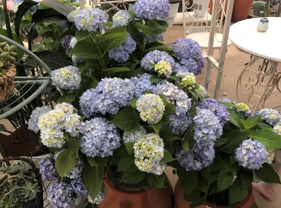 繡球花什麼時候開花，繡球花一年開幾次花