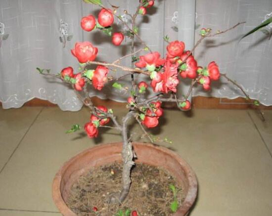 海棠花怎麼修剪，海棠花的修剪圖解