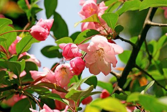 海棠花怎麼修剪，海棠花的修剪圖解
