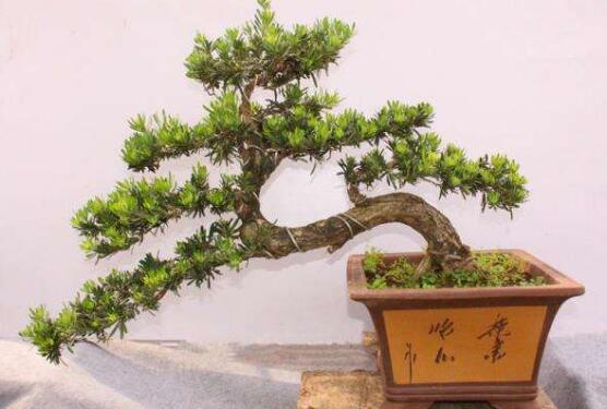 羅漢鬆有毒嗎，羅漢鬆可以在臥室養嗎