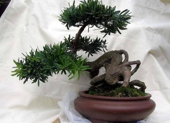 羅漢鬆果的功效與作用，羅漢鬆果的五大作用