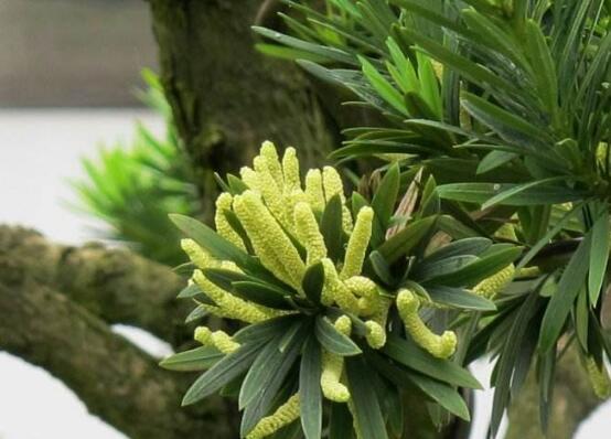羅漢鬆會開花嗎，羅漢鬆開花三年一開