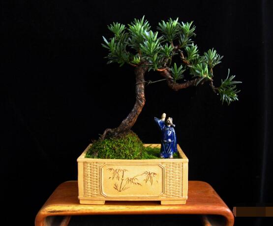 羅漢鬆施什麼肥好，羅漢鬆施餅肥、糞肥最好