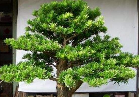 羅漢鬆施什麼肥好，羅漢鬆施餅肥、糞肥最好