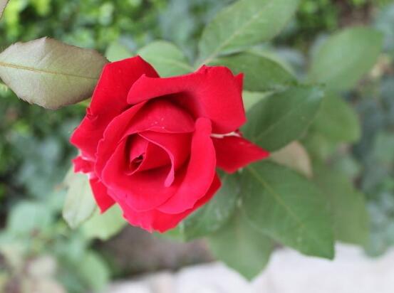 玫瑰花怎麼修剪,玫瑰花修剪方法