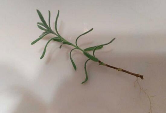 薰衣草怎麼扡插，薰衣草的繁殖方法