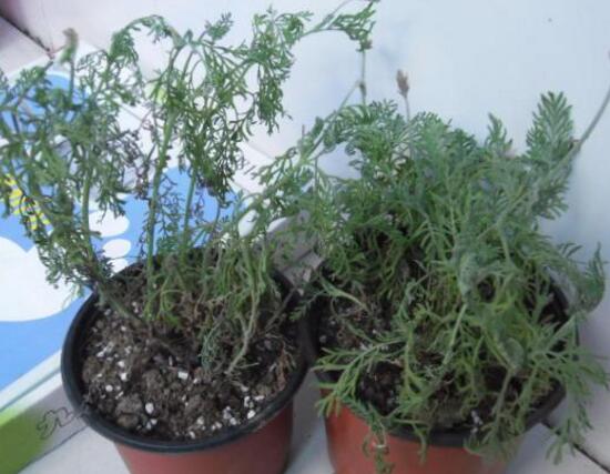 薰衣草葉子幹枯怎麼辦，教你正確的補救方法